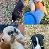 Chiots border collie