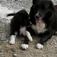 Chiots border collie