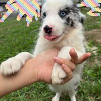 Chiots border collie