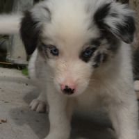Chiots border collie #5