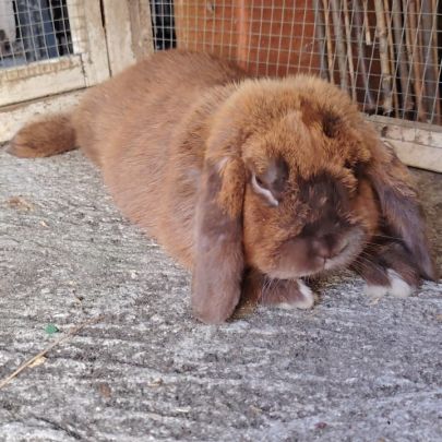 Chocolat, lapin bélier roux #1