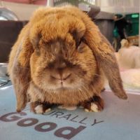 Chocolat, lapin bélier roux #2