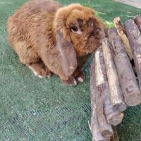 Chocolat, lapin bélier roux