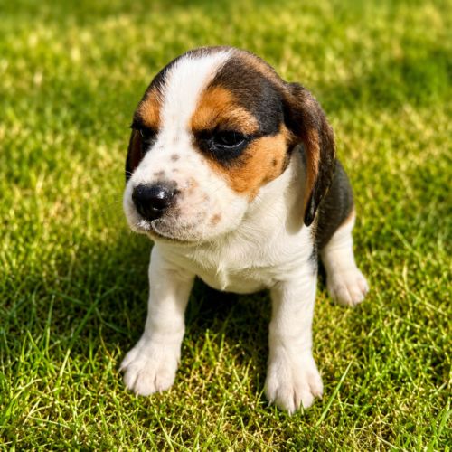 Chiots beagles lof à vendre #2