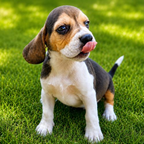 Chiots beagles lof à vendre #3