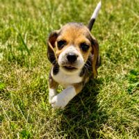 Chiots beagles lof à vendre