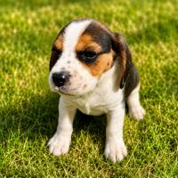 Chiots beagles lof à vendre #2