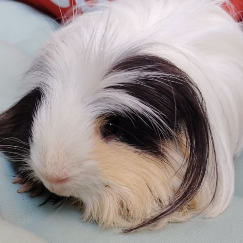 Moshi, cochon d'inde poil long
