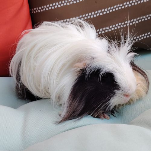 Moshi, cochon d'inde poil long #2