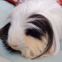 Moshi, cochon d'inde poil long #0