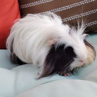 Moshi, cochon d'inde poil long #2