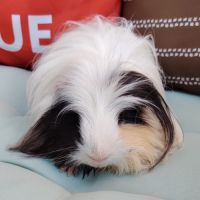 Moshi, cochon d'inde poil long #3