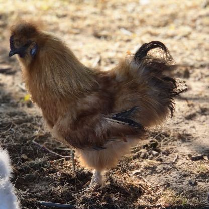 Jeune coq soie