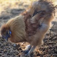 Jeune coq soie #2
