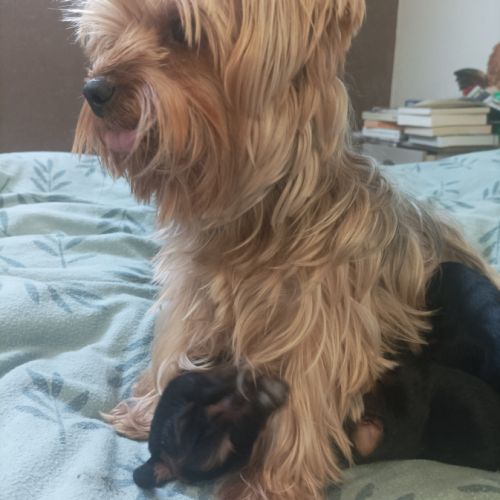 Chiots york papa lof maman lof non confirmée #1