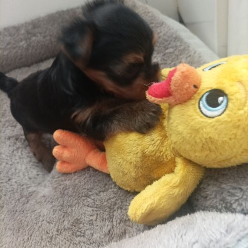Chiots york papa lof maman lof non confirmée #2