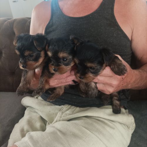 Chiots york papa lof maman lof non confirmée #0