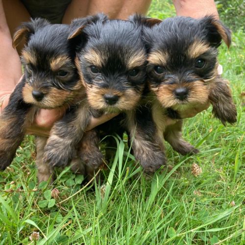 Chiots york papa lof maman lof non confirmée #4