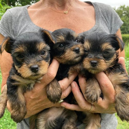 Chiots york papa lof maman lof non confirmée #5