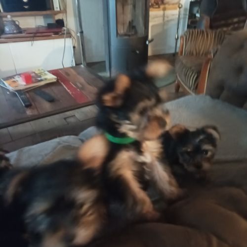 Chiots york papa lof maman lof non confirmée #5