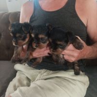 Chiots york papa lof maman lof non confirmée