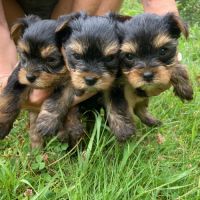 Chiots york papa lof maman lof non confirmée #4