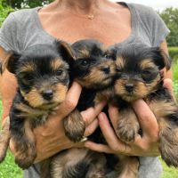 Chiots york papa lof maman lof non confirmée #5