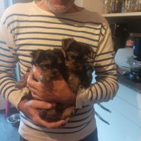 Chiots york papa lof maman lof non confirmée #2