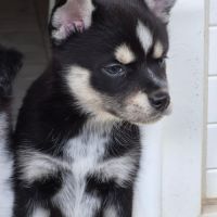 Femelle type pomsky poil polaire noir/beige