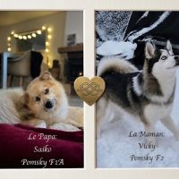 Femelle type pomsky poil polaire noir/beige #2