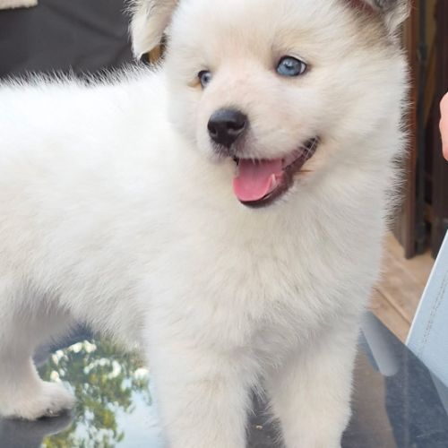 Mâle type pomsky poil fluffy blanc yeux bleus #0