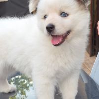 Mâle type pomsky poil fluffy blanc yeux bleus