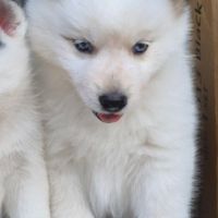 Mâle type pomsky poil fluffy blanc yeux bleus #2