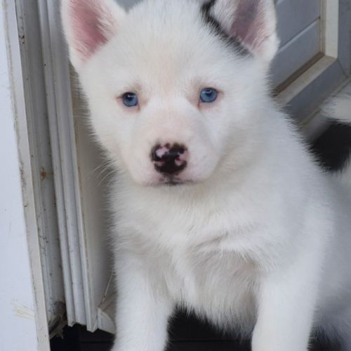 Mâle type pomsky blanc yeux bleus poil polaire #0