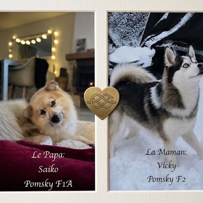 Mâle type pomsky blanc yeux bleus poil polaire #2