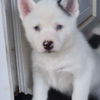 Mâle type pomsky blanc yeux bleus poil polaire