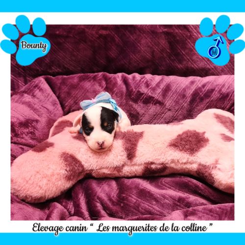 Chiots jack russell terrier à réserver. #6