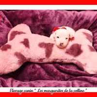 Chiots jack russell terrier à réserver. #4