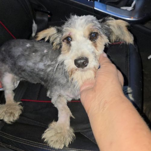 Myron petit chien