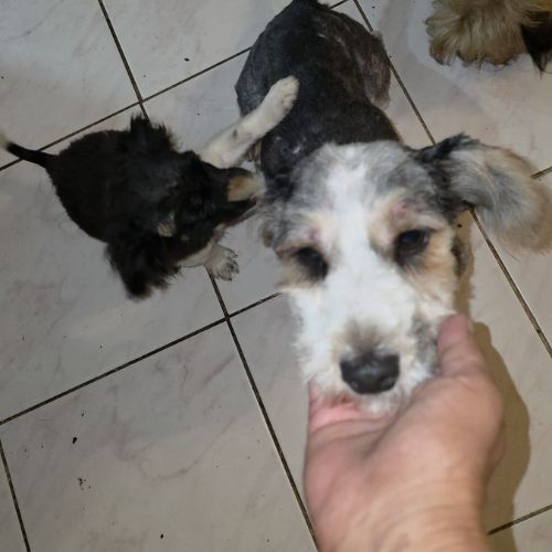 Myron petit chien #4