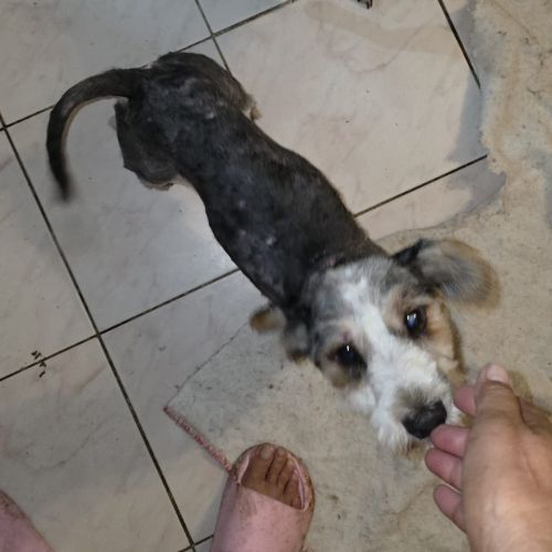 Myron petit chien #5