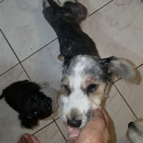 Myron petit chien #6