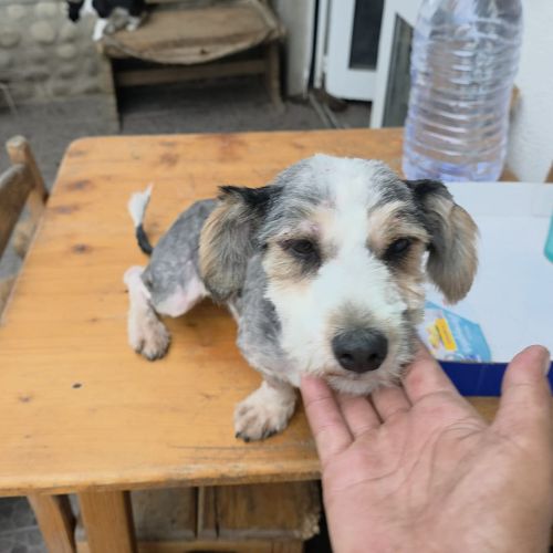 Myron petit chien #8
