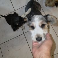 Myron petit chien #4