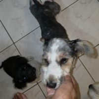 Myron petit chien #6