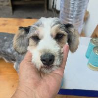 Myron petit chien #7