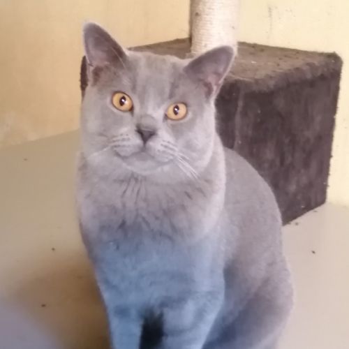 Adorables chatons chartreux loof #1