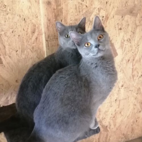Adorables chatons chartreux loof #2