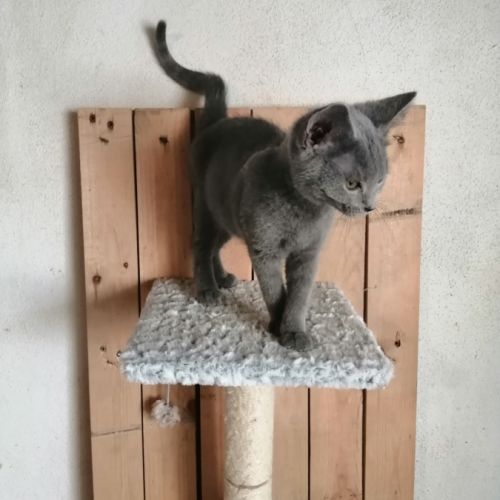 Adorables chatons chartreux loof #3