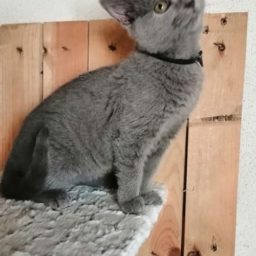 Adorables chatons chartreux loof #5